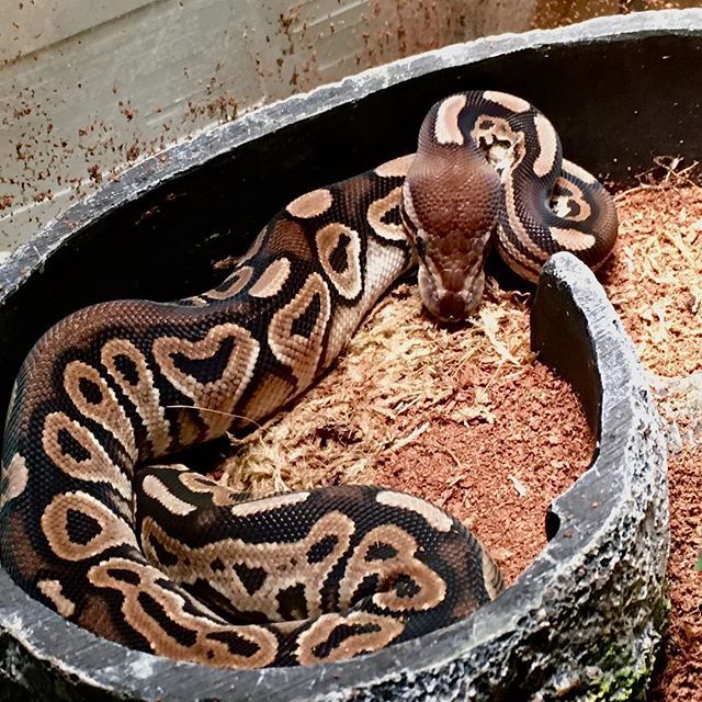 djesonis's tweet image. Fresh shed #ballpython #cinnamonballpython #herplife ift.tt/2tGRlrc