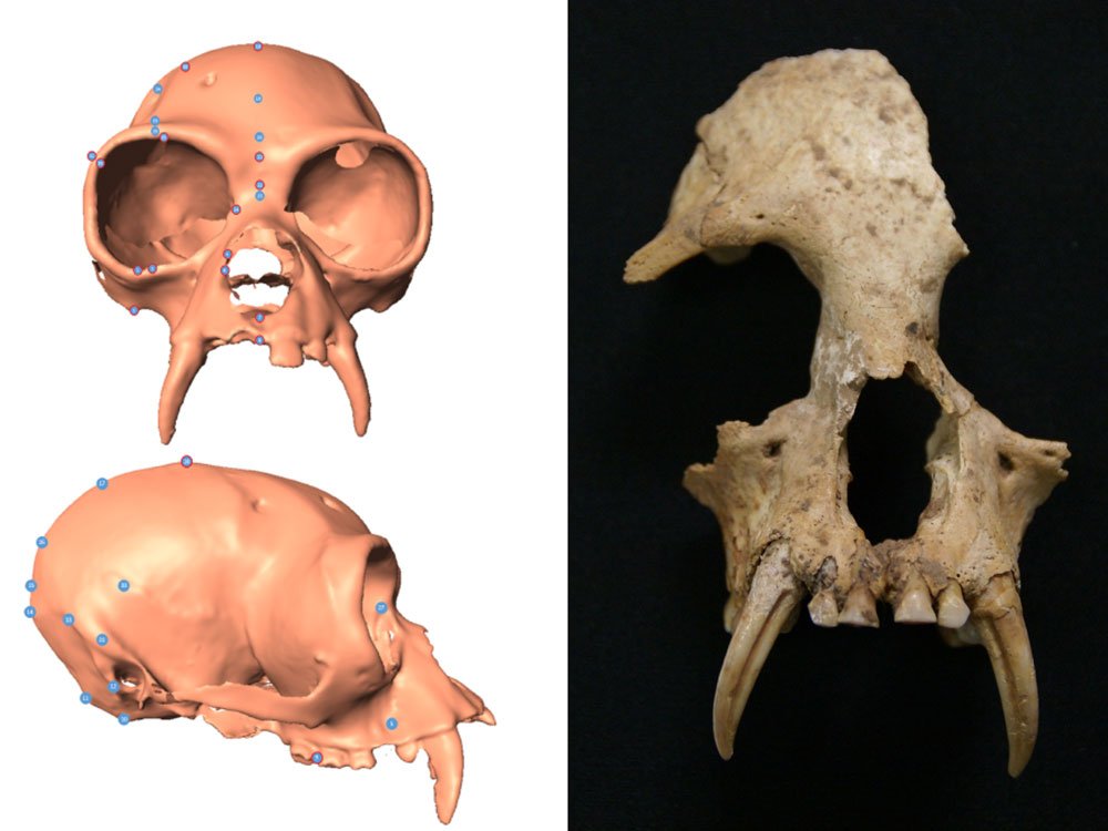 TechSciReport's tweet image. New gibbon genus discovered in ancient Chinese tomb
ucl.ac.uk/news/news-arti…