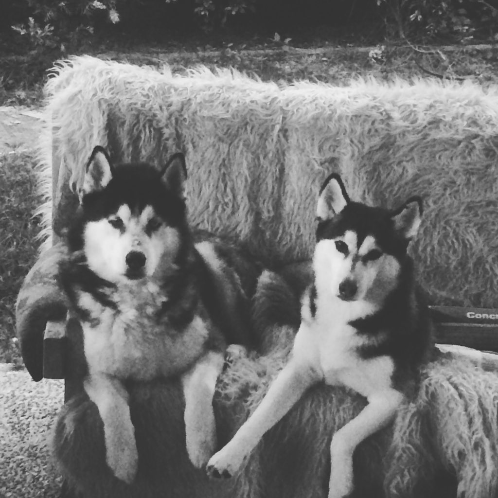 My puppies