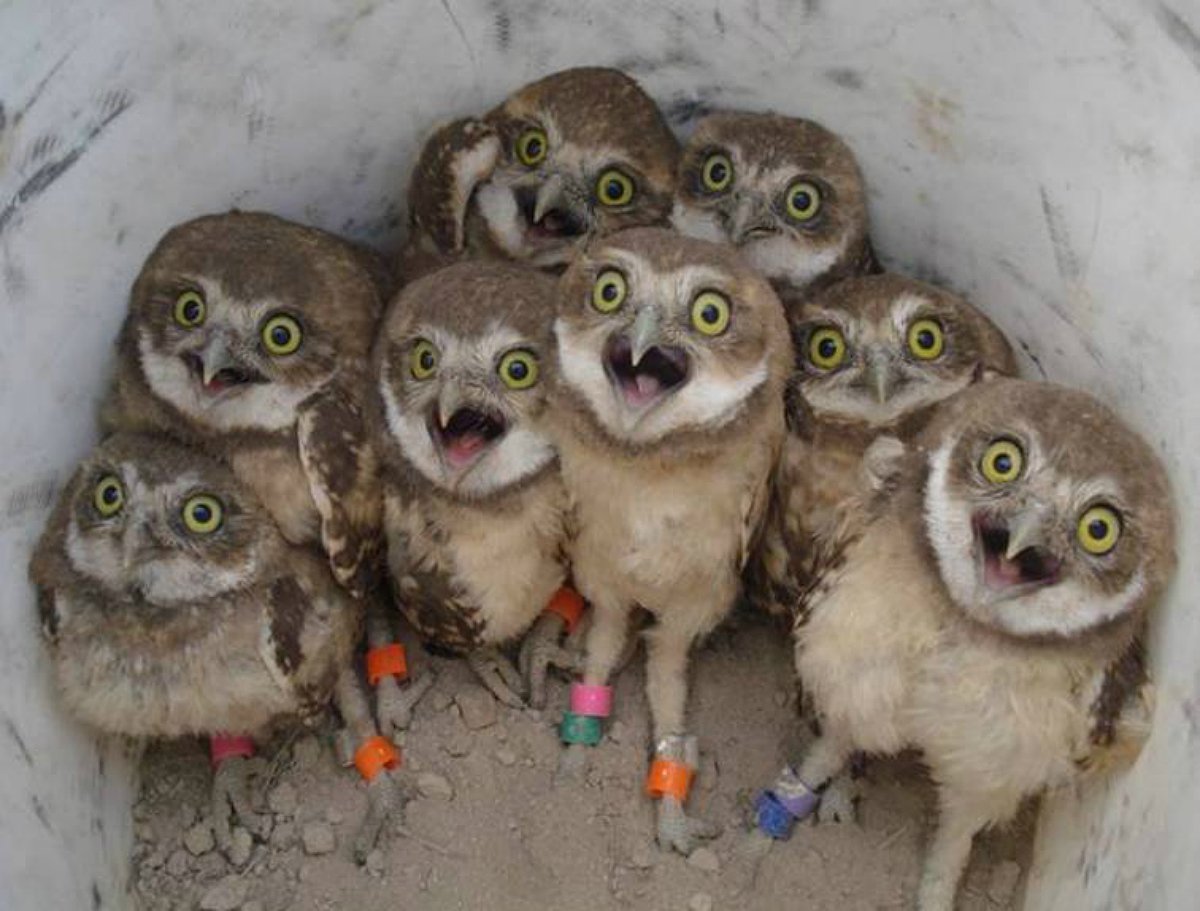 These owls just make me happy... #cute #cuteanimals #love #wildlifepic.twitter.com/sqeVumy6Ma dlvr.it/QYdyL9
