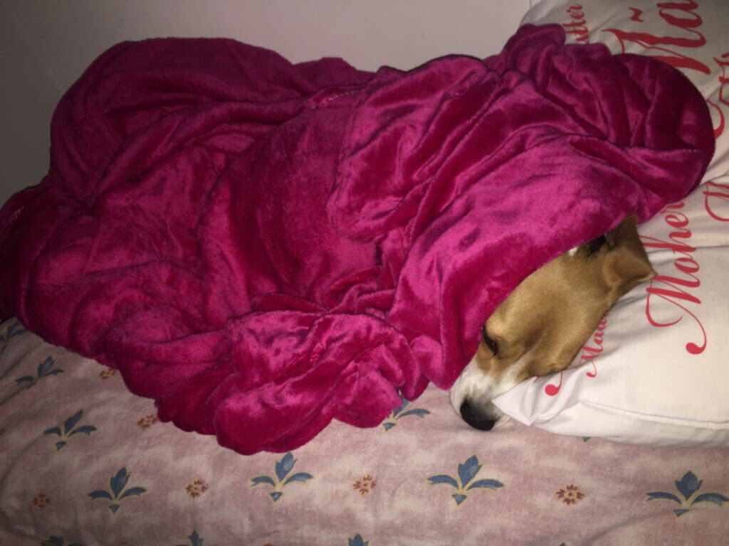 Night night ❤️🙈🐶 #beagle #puppy