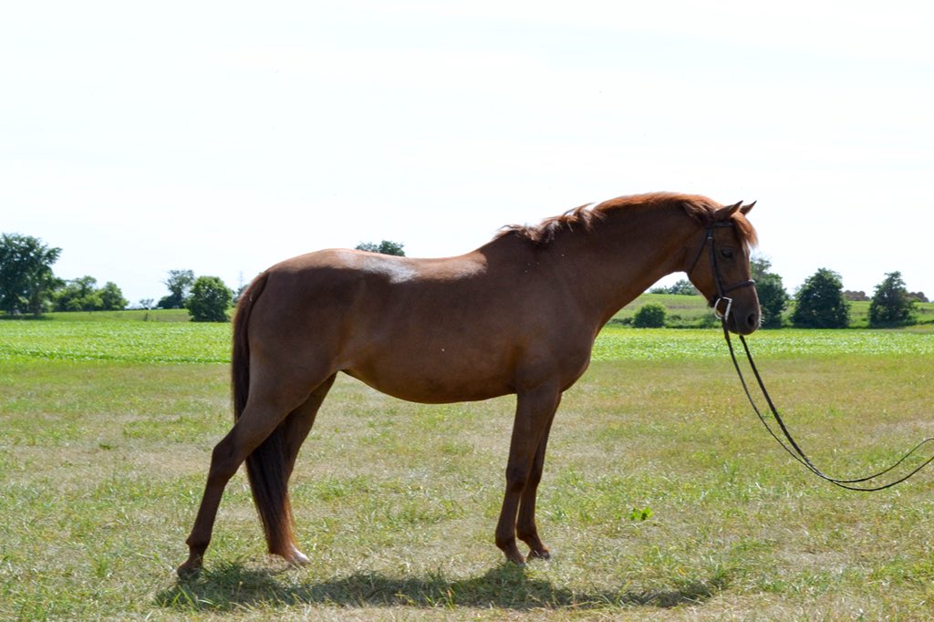 ShaniceSproule's tweet image. This pony kills me. Stood perfectly still, in that exact position for 5 minutes while we tried to get her to look at the camera 😂 #stuffedpony #modelmode