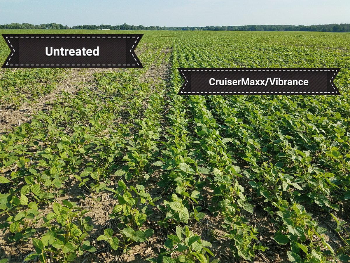 HeasleySeeds's tweet image. CruiserMaxx/Vibrance continues to handle the wet conditions very well!!  #cruisermaxxvibrance #heasleyseeds #goldenharvestsoybeans