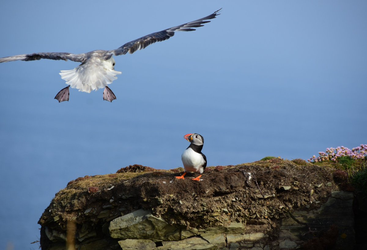 Cut_the_rain's tweet photo. So many #puffins at #sumburghhead #shetland today, they were fantastic! https://t.co/D90jwjg1Lj
