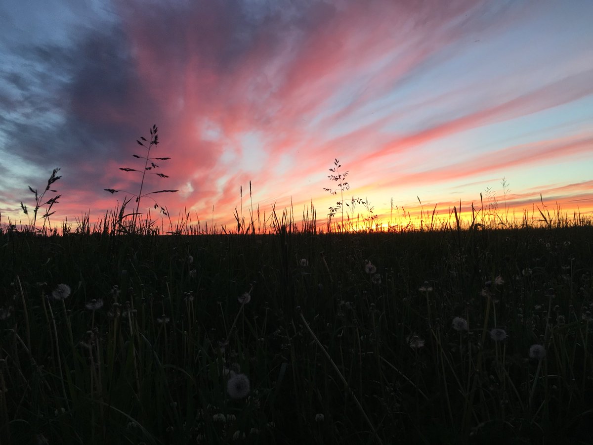 Doesn’t get much better than this #charolais #graze18 <a href="/BeefNorth/">BeefNorth</a>