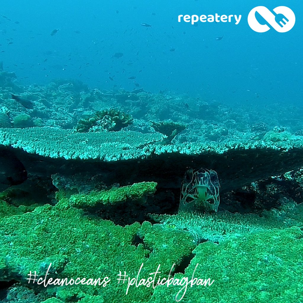 repeatery1's tweet photo. Don't worry, it's almost July 1st, the #plasticbagban will be here soon! 
Turtles will still have reasons to hide, and we need to do more to reduce our plastic waste, but #qldbagban is a big step in the right direction!

#saynotoplasticbags #greatbarrierreef #turtle #QLD https://t.co/4CTCjUXlOv