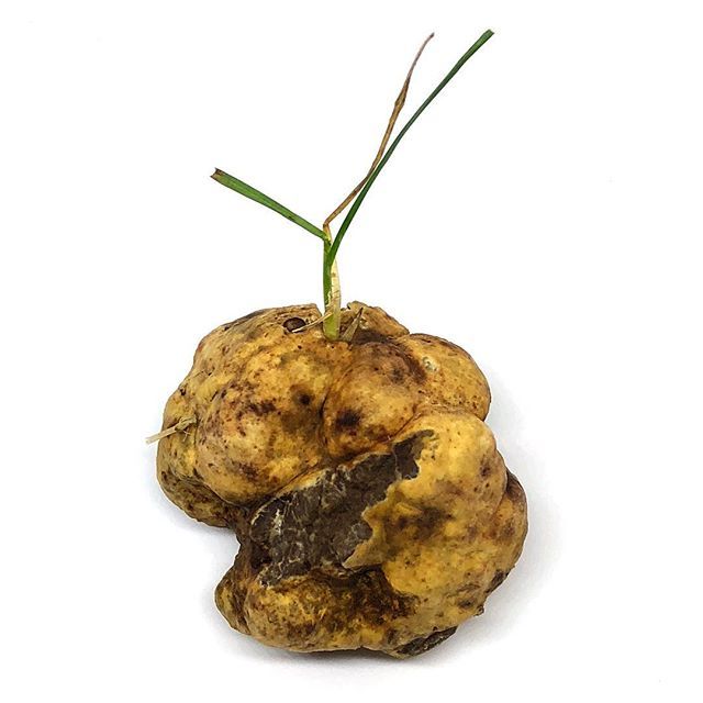 Sometimes plants and fungi cooperate; at other times it’s open warfare #bianchetto #grass #truffles  On its way to <a href="/blackestate/">jesus fernandez</a> from @rosiethebeaglenz ift.tt/2Kp39FB