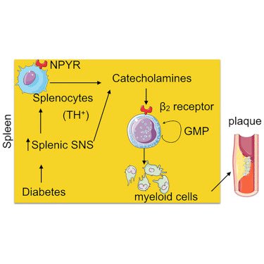 mmw_lmw's tweet image. #NeuralControl of Immunity | Sympathetic Nervous System mediates #Myeloid_Progenitor Differentiation | Partha Dutta @PittTweet @Immunitycp buff.ly/2lALX5l
