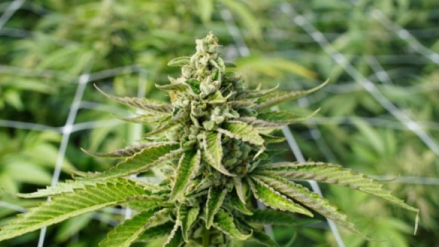 thehill's tweet photo. JUST IN: Oklahoma votes to legalize medical marijuana https://t.co/QuGEiF6hLi https://t.co/LhokE2bYCh