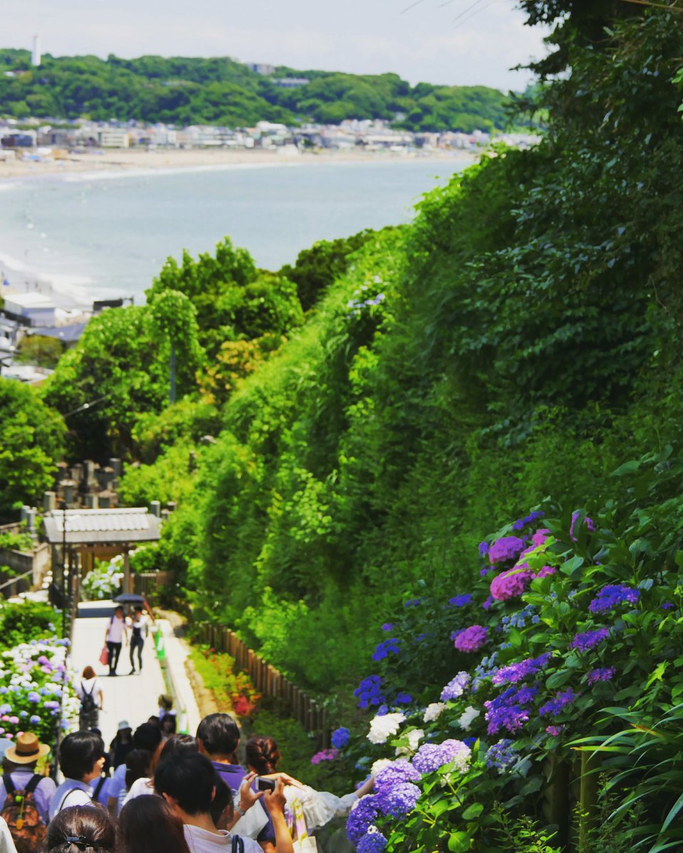 Flash در توییتر 江ノ電 江の電 鎌倉 湘南 あじさい 紫陽花 Kamakura Shonan Enoden 御霊神社 極楽寺 長谷寺 高徳院 鎌倉大仏 成就院 日本の景色 日本の風景 御朱印 夏 Summer Panasonic Gh4 Lumix 鎌倉散歩 ファインダーの向こう 青空 はな Flash در توییتر 江ノ電 江の電 鎌倉 湘南 あじさい 紫陽花 Kamakura Shonan Enoden 御霊神社 極楽寺 長谷寺 高徳院 鎌倉大仏 成就院 日本の景色 日本の風景 御朱印 夏 Summer Panasonic Gh4 Lumix 鎌倉散歩 ファインダーの向こう 青空 はな