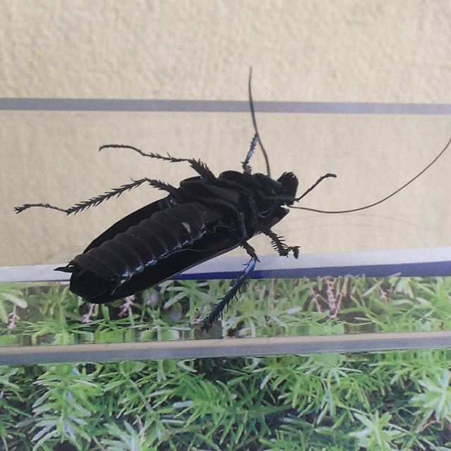 ヒラタ ストローアート制作 偽物なのでご安心を ストローアート作品 ゴキブリ のラストショット 先日tao師匠にコツを教えてもらったので 次回はもっとクオリティをあげたいです ストローアート ストロー ゴキブリ 閲覧注意 作品撮り