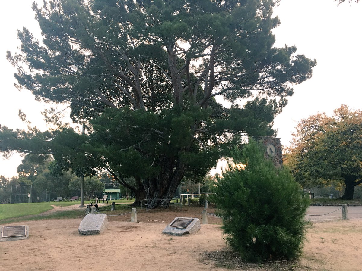 Timmosaurusrex's tweet image. Wattle Park. The Lone Pine, descended from a Turkish tree that stood at Gallipoli. Currently it is not lonely. The little pine in front has been planted to take over eventually as the older one starts to decline.