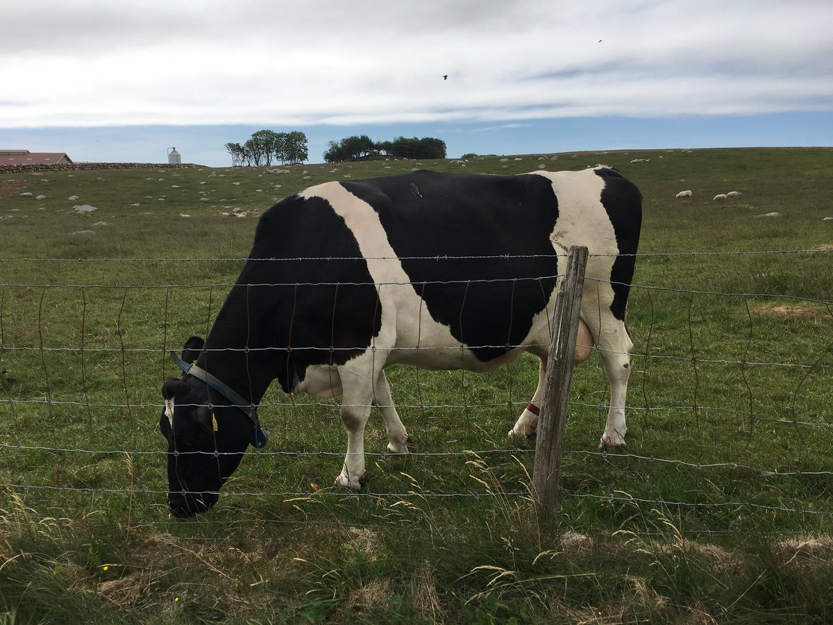 Ei melkeku bruke 6-8 timer dagligt på å eta 10-13 kg gras🐮 Resten av døgnet kviler ho og tygger drøv! #qmelk <a href="/QMeieriene/">Q-Meieriene</a> <a href="/QBentM/">Bent Myrdahl</a>