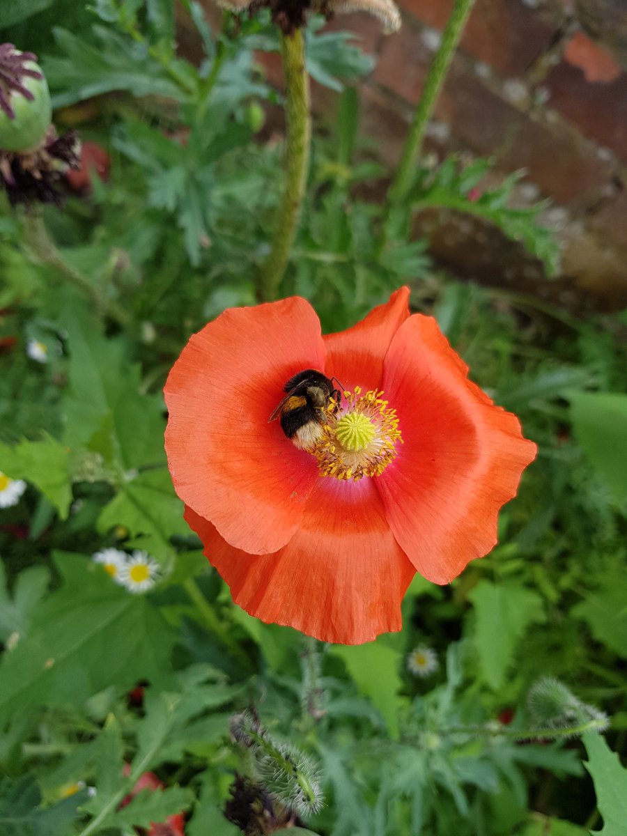 mindfulmillhill's tweet photo. Loving my front garden thanks to a packet of seeds from  @GrowWildUK The bees are very grateful too, shame the photo doesn't really do it justice! #wildflowers #BEES #summertime https://t.co/3TZFM6Duve