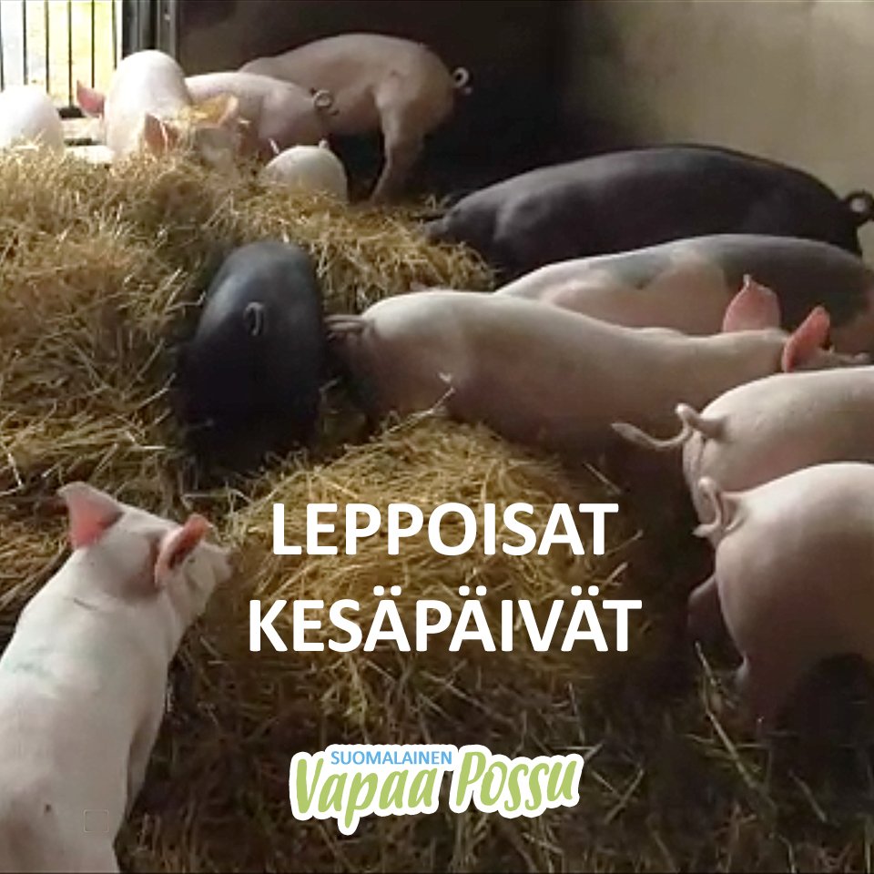 Pitäisikö tästä touhuista ottaa mallia? Katso miten possut käyttävät leppoisat iltapäivänsä: valitse.fi #mattilabros #valitsevastuullista #vapaapossu