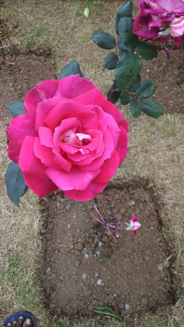 Sand_eep_Kumar_'s tweet photo. MY Friend in... OOTY💯
Name :@Sriniva43404634 
@Sand_eep_Kumar_ 
@ooty https://t.co/TKnmyPBPlz