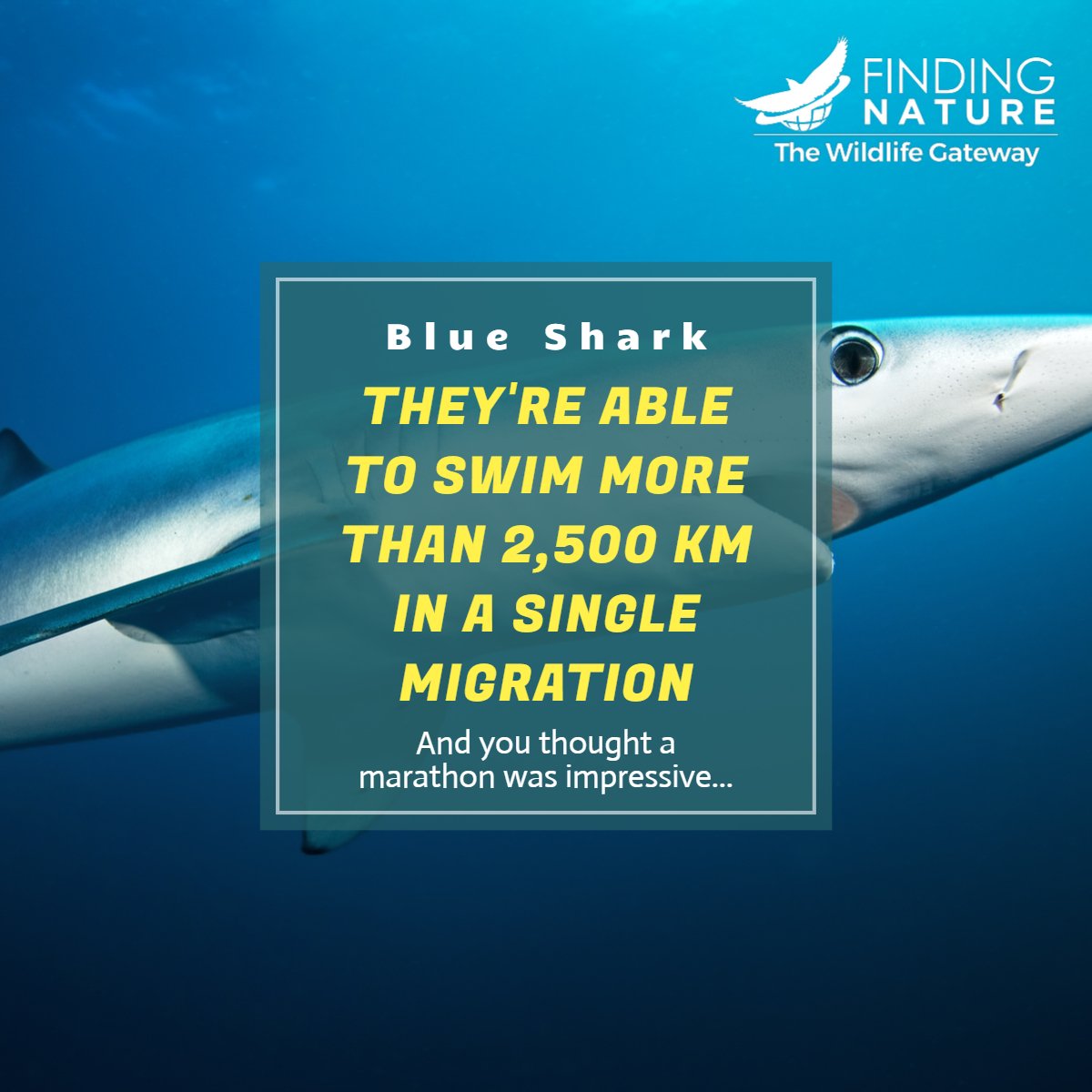 🦅Finding Nature tweet media