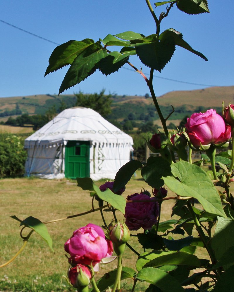 Barnutopia.com
My roses bloomed 🌹🌹🌹😍
#glamping #shropshire #wedding #venue