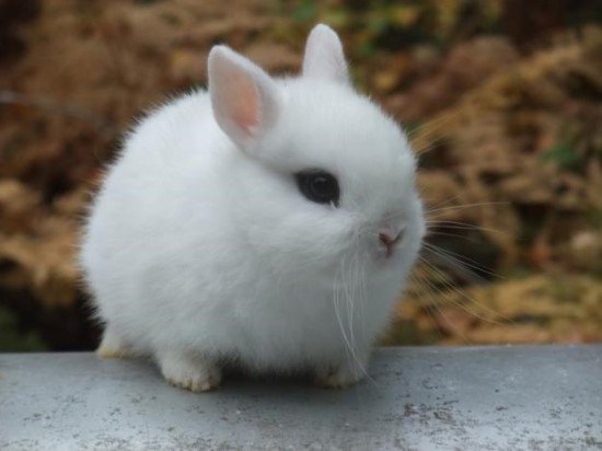 maker26488163's tweet photo. so cutie
#ifb #follow 
#followforfollow  #likeforfolow 
#follo4follo #FolloForFolloBack 
#followback #F4F 
#followtrain #follow4follow 
#followme #animal #Green #Puppies https://t.co/Lgg2eB0oqP