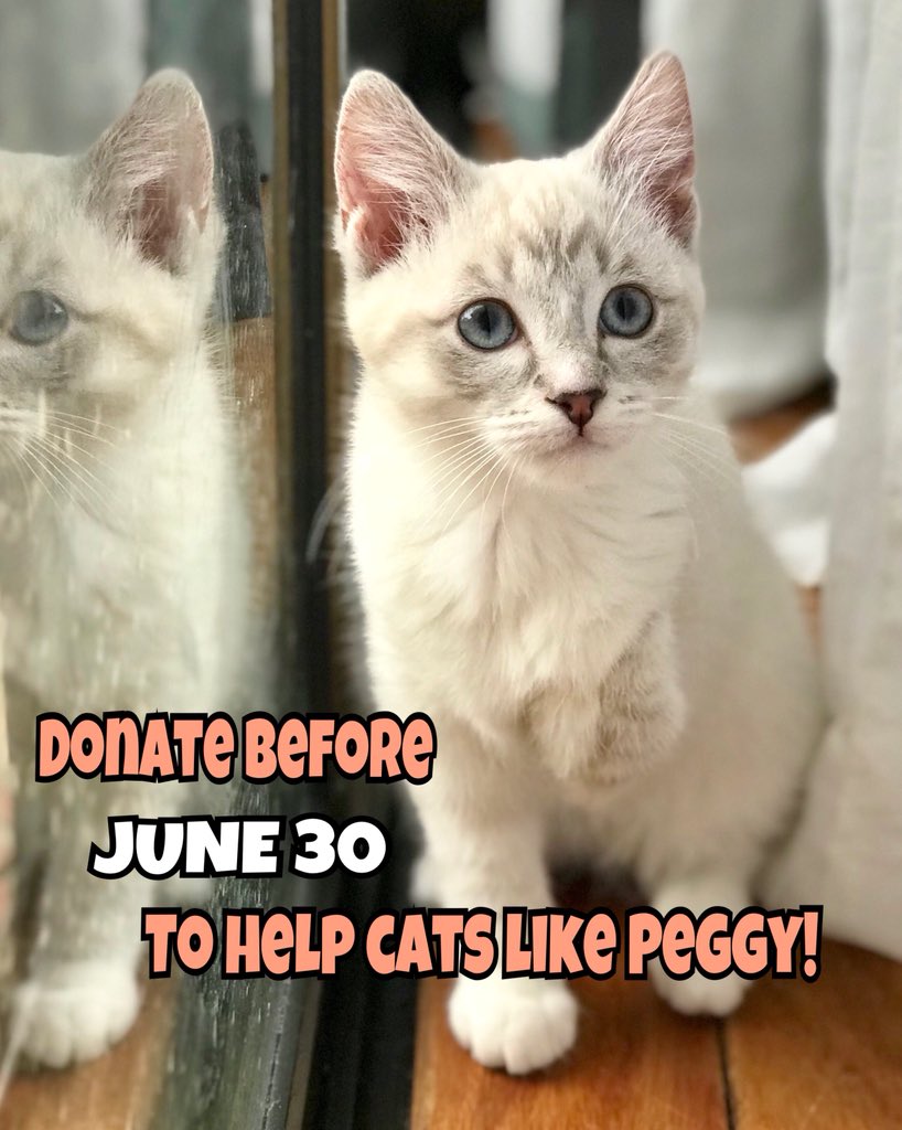 💞💸 PLEASE DONATE BEFORE JUNE 30💞💸cathaven.com.au