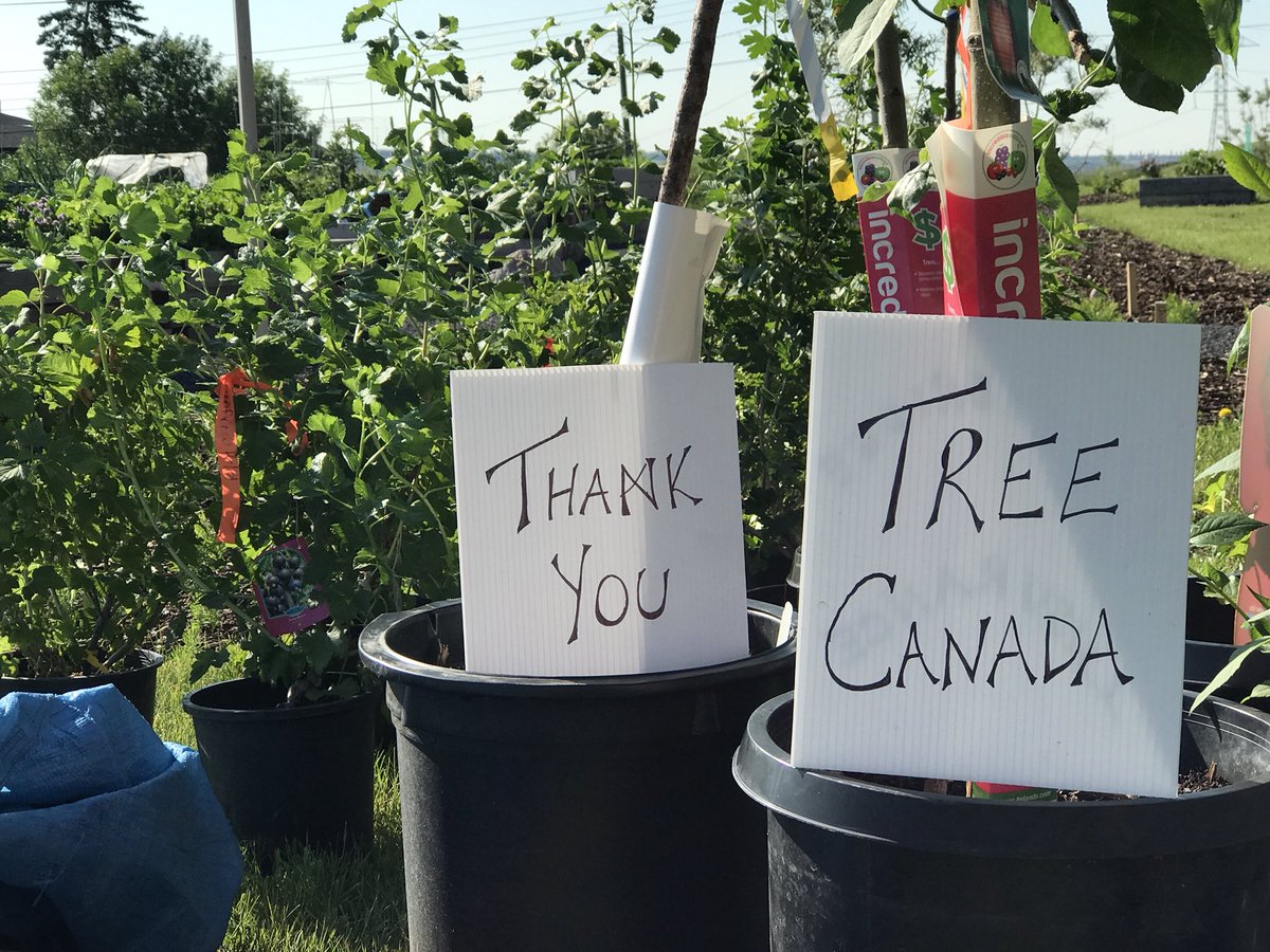 lhzmulder's tweet photo. .@RenfrewCA would like to thank @TreeCanada and @northbridgeins for sponsoring our @RCAGarden1 Edible Tree Forest!!  We are so excited to see this project come to fruition!! https://t.co/KvfUAJYTlQ