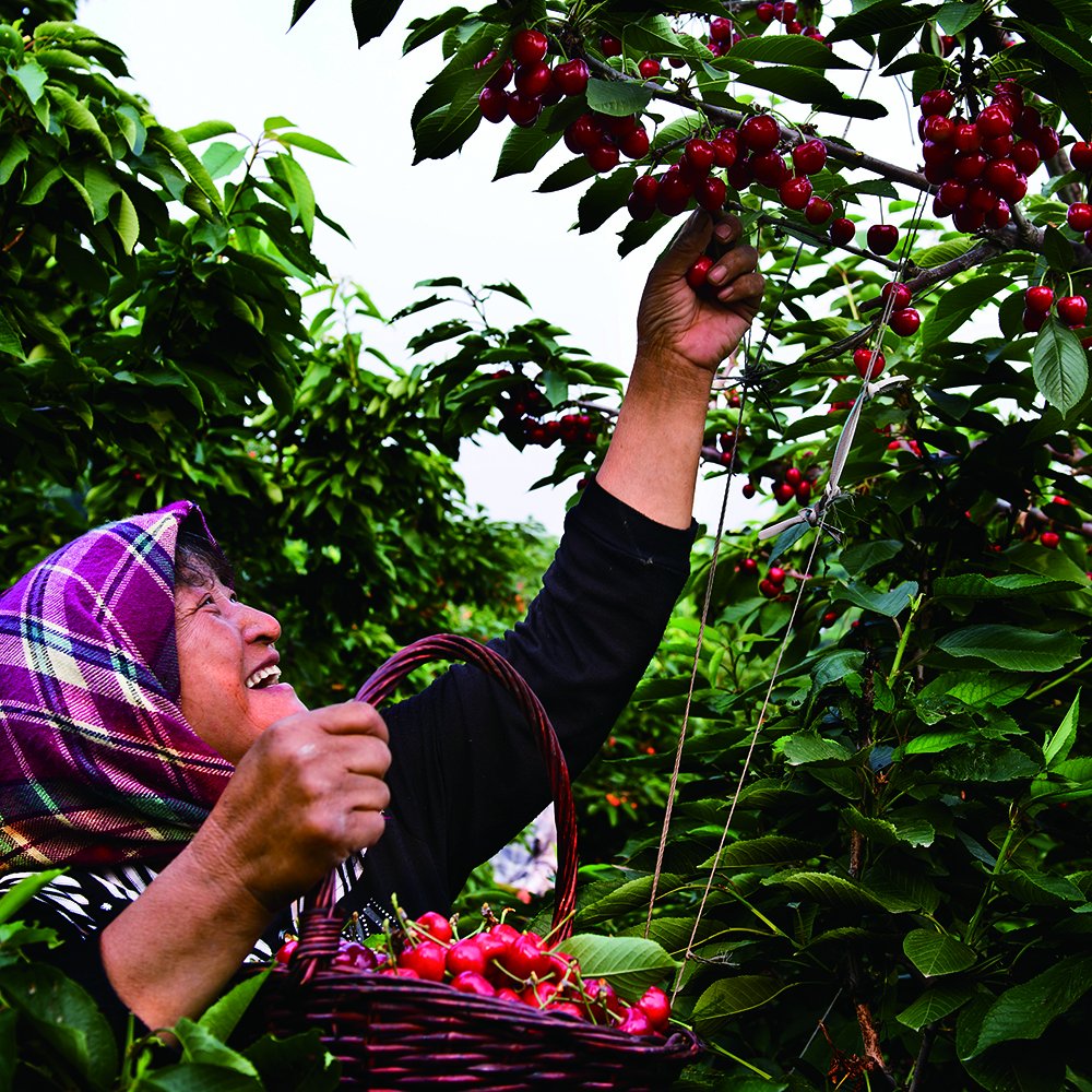ChinaDaily's tweet photo. Cherry harvest season has arrived in Dalian, Northeast China's Liaoning province. https://t.co/77GYdoUlTz