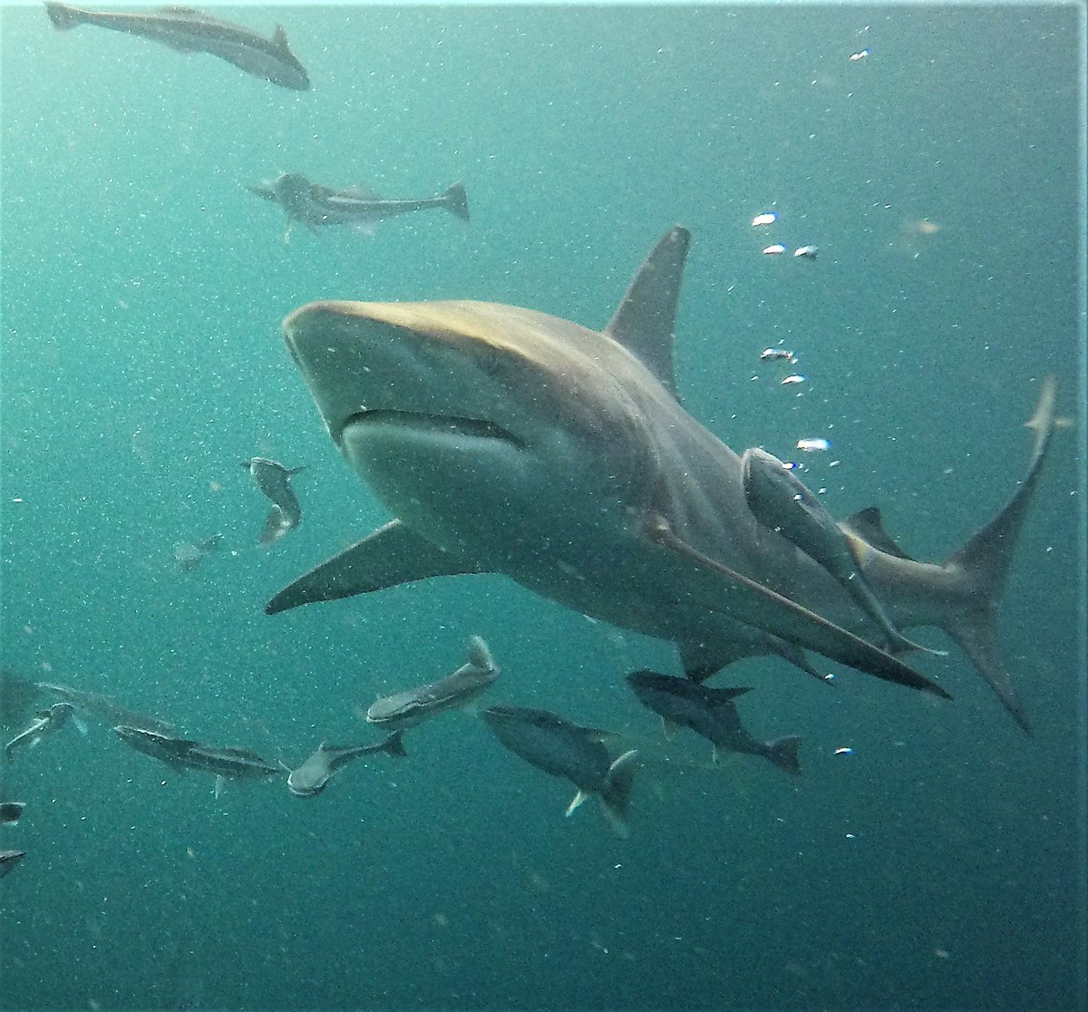 @africanwatersports tweet media