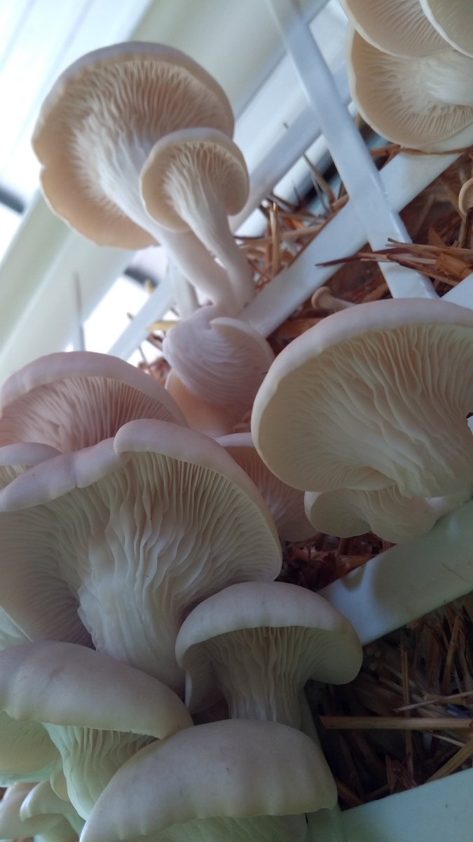 Wirral Mushrooms tweet media