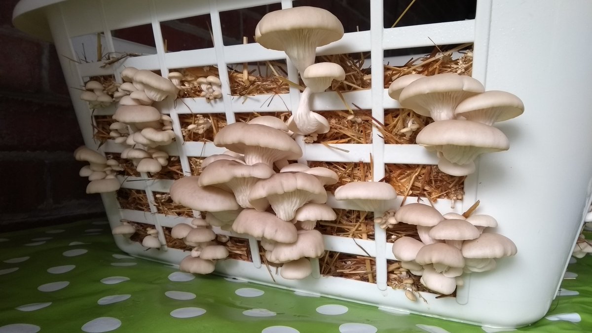 Wirral Mushrooms tweet media