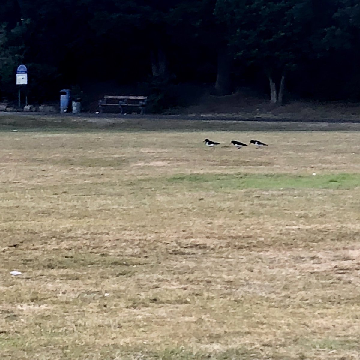 #Saltaire #Robertspark the little resident Oystercatcher pair have had a baby! ❤️ @SaltaireRocks