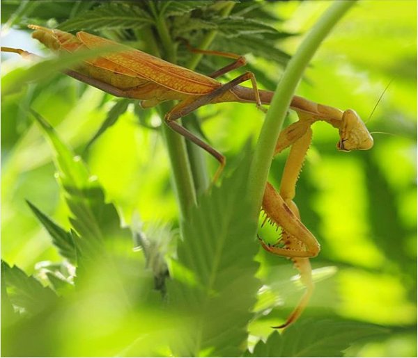 spliffseeds's tweet photo. Praying mantis watch you. They eat mostly insects like grasshoppers. Mantis are cool. Leave them to help clean your garden of pests by melfrank420
#melfrank #marijuana #beneficials #prayingmantis #cannabis #Clade9 https://t.co/BIxQcoY7Nv