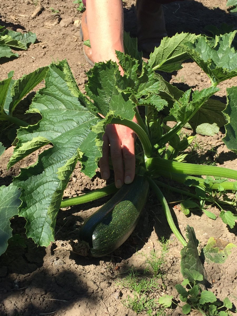 minskipfarmshop's tweet image. 🌿HAPPY HARVESTING! 🌿

🙌🌱 Our first courgettes of the year are now in the shop! We are super jazzed...thank you to Farmer Ben for all his excellent work! 🌿🌱🚜💪👍😊😍🙌

#growingskills #growernotashower #firstcourgettes #freshisbest #eek #happyfarmers