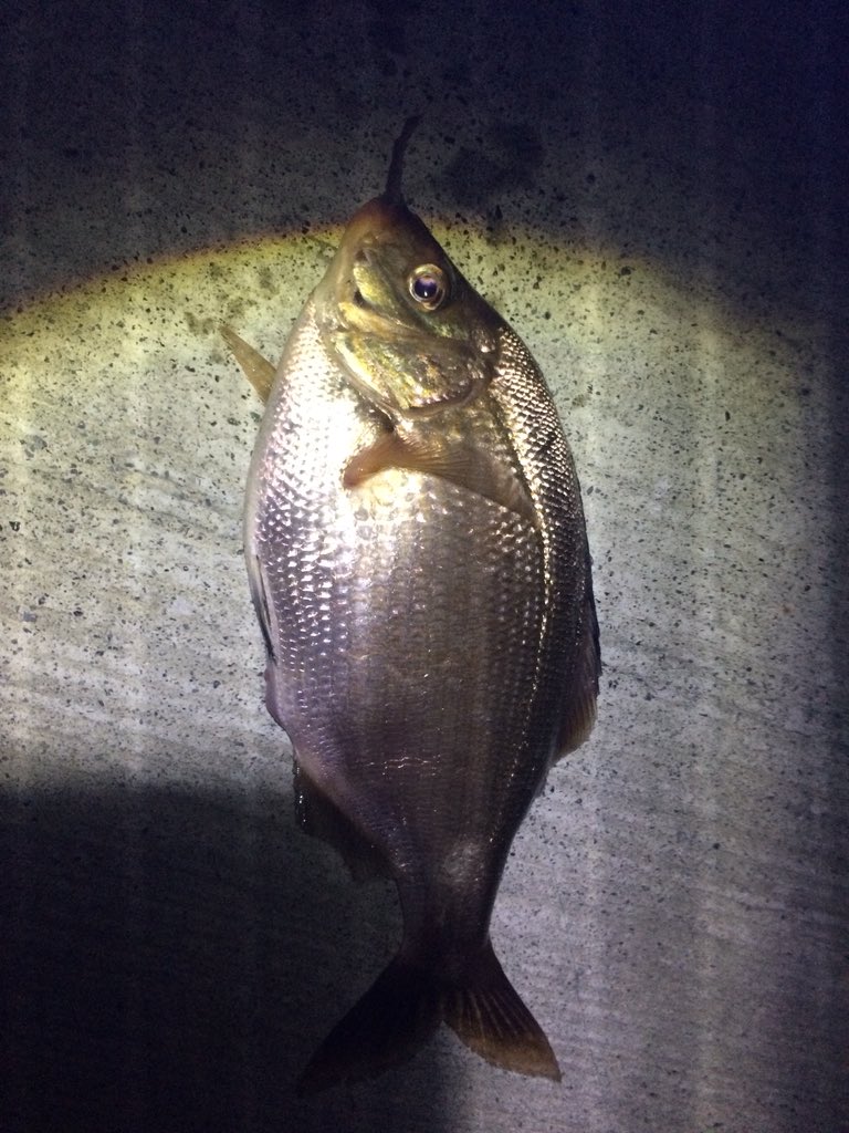 ぬまにゃん ウミタナゴは29cmあったそうです 親父に 俺でも釣ったことがない とだいぶ驚かれました 釣った魚はこいつ以外は親父がもう捌いちゃったので この辺はすごい 釣って料理もするから 今晩あたりから唐揚げや汁物になるようですが こいつだけ