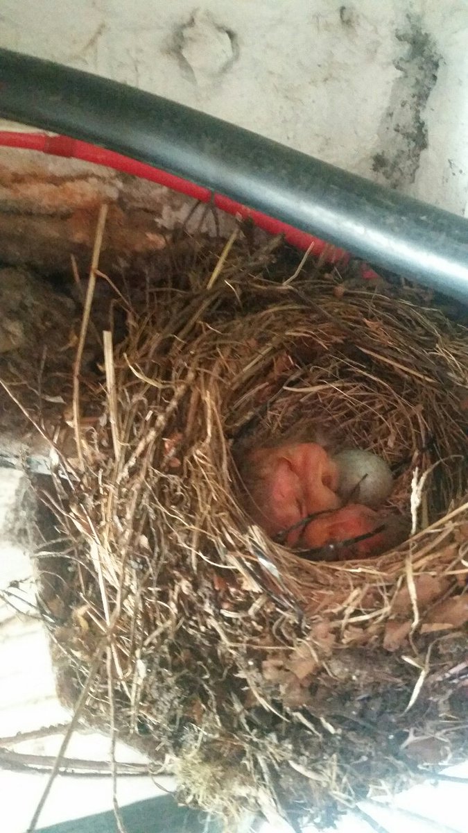 HA_TalbotHouse's tweet photo. Latest recruits to @HA_TalbotHouse,currently residing at a "secret location" in "Big School"- BLACKbirds! https://t.co/mvxH2SstXp