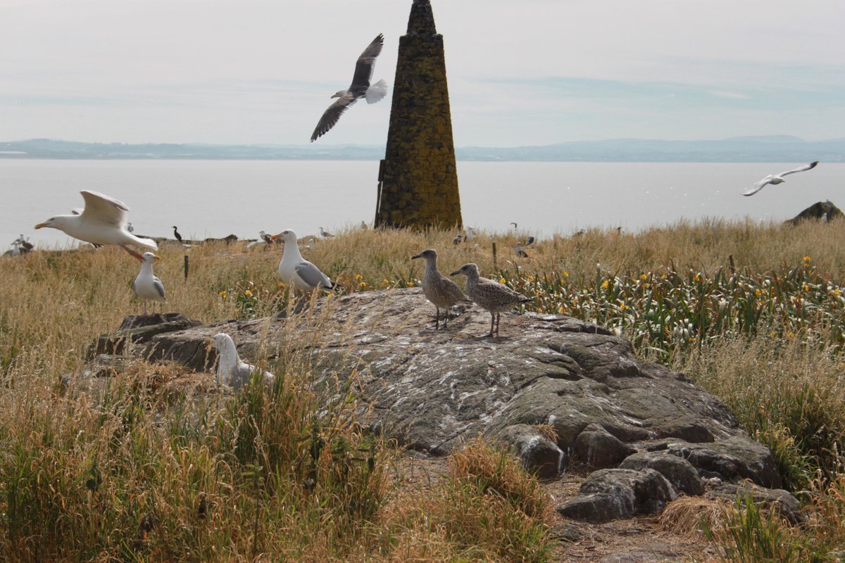 RuediNager's tweet photo. Lovely to see all the chicks growing and growing up on yesterday's visit to Lady Isle #seabirds #seabirdcount https://t.co/l2ZTyb129X