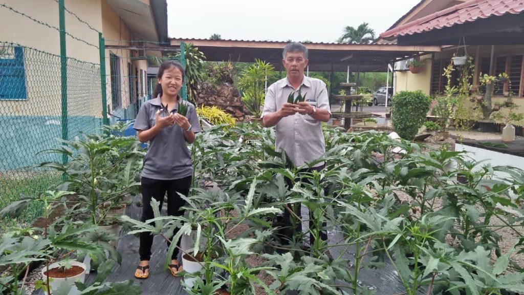 tanippdtangkak's tweet photo. Tuaian Bendi yang ditanam secara fertigasi  di Laman sayuran sekitar Pejabat Pertanaian Daerah Tangkak.Hasil kerja pelajar praktikal atas bimbingan En Mohd Fauzi bin Rashid.

#@mydoaHQ
#pertanianhebat
#iloveDOA https://t.co/vNYq8Zg3vf
