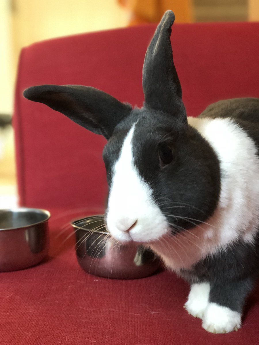 WafflesWillow's tweet image. Human has a new #iPhone8 and cannot get enough of the camera! Even I admit, they have captured my good side! #rabbits #sofarabbit #wafflesrabbit #camera #detail #rabbitsoftwitter