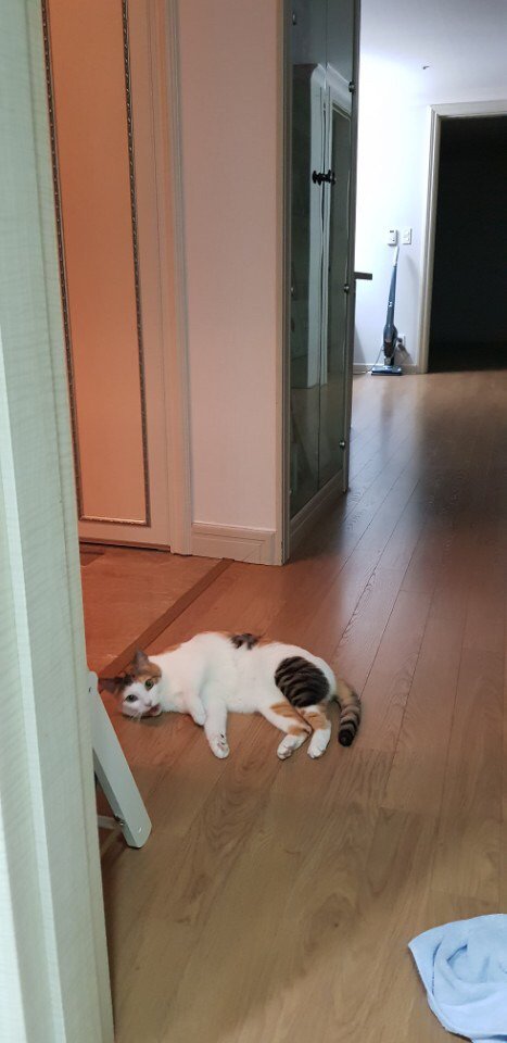 someone asked abt daniel's wallpaper (AND OFC ITS ROONEY DUH) and another one told him peter must be upset abt it and asked for her pic (BLESS)his caption for peter: hoooaamsmh dont u have a prettier pic of ma girl this is why she hates u >:cpeter isnt an easy girl i love her