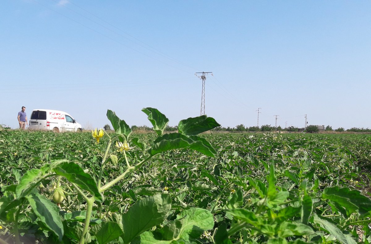 INPROGSL's tweet photo. Seguimos de visitas... Hoy en Montijo... #extremadura #cahersa #tomates #fortec https://t.co/xAbqQ1m8tU