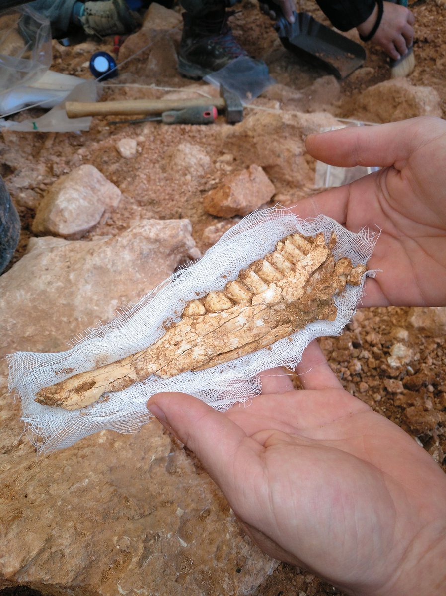 lucia_lpolin's tweet photo. Restauración in situ: engasando. #Atapuerca2018 #TD10 https://t.co/gmoEHNSJUo