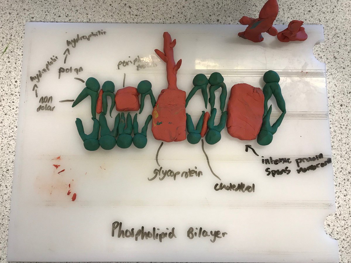 Sharnbrookbio's tweet photo. Introduction to A level biology yesterday......... cell membrane models, new terminology and the jump from GCSE. Today the students will be investigating permeability. https://t.co/zHQThbFyI9