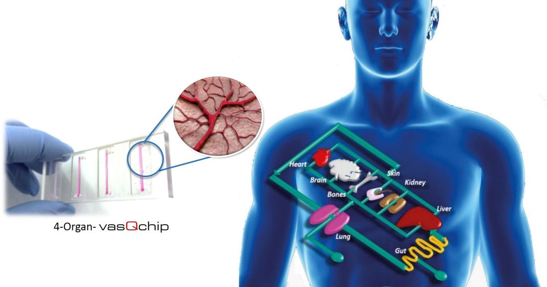 KA_digital's tweet photo. Das Spin-off-Projekt des @KITKarlsruhe #vasQlab arbeitet an Organ-Chips.
Medikamente & Wirkstoffe können damit ohne Tierversuche an verschiedenen menschlichen Geweben getestet werden.
https://t.co/dnOar1tHMN
#KarlsruheDigital https://t.co/IMO2rB8XoF