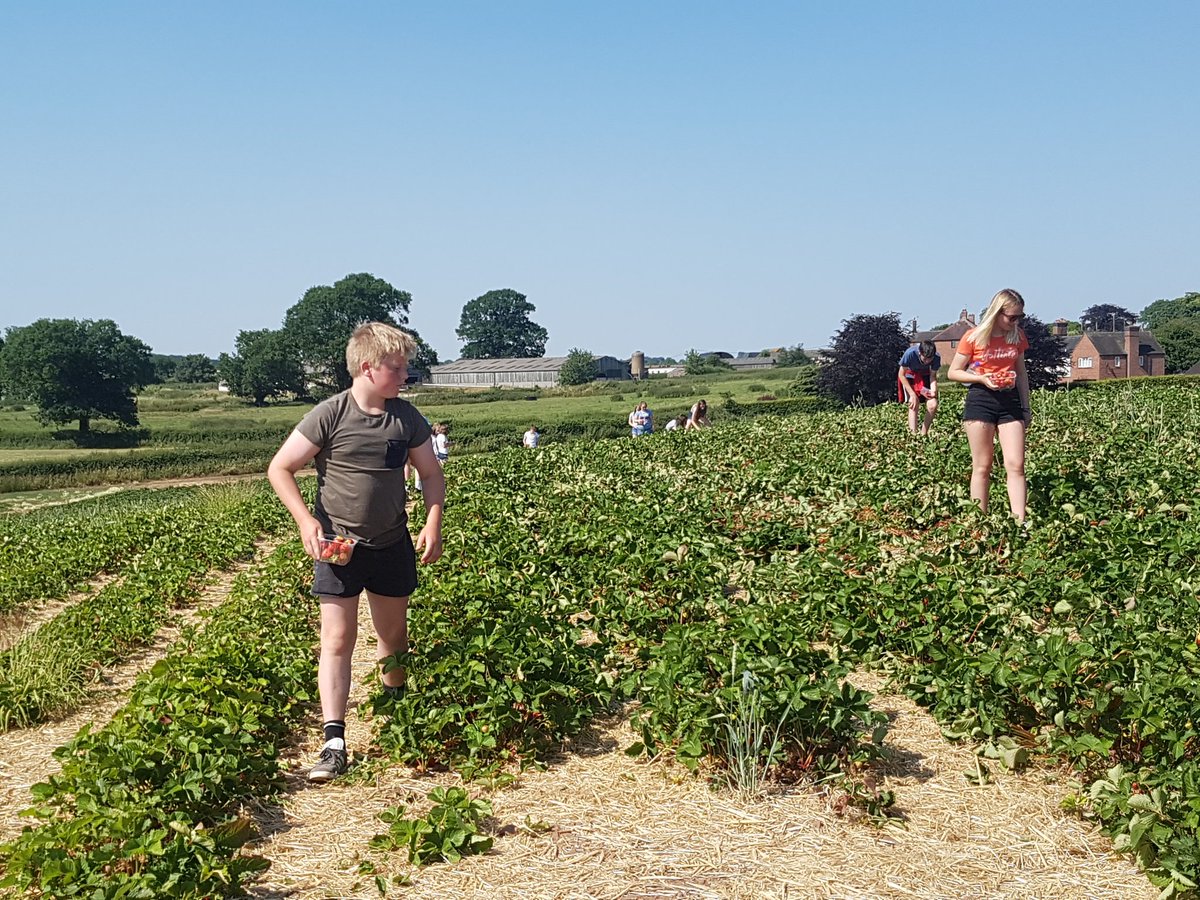 amaethYHR's tweet photo. Diwrnod da arall ddoe, tywydd yn boeth iawn, pawb wedi mwynhau pigo ffrwythau ar @BearstoneFruitFarm, diolch Tena https://t.co/PlywKcNlEl