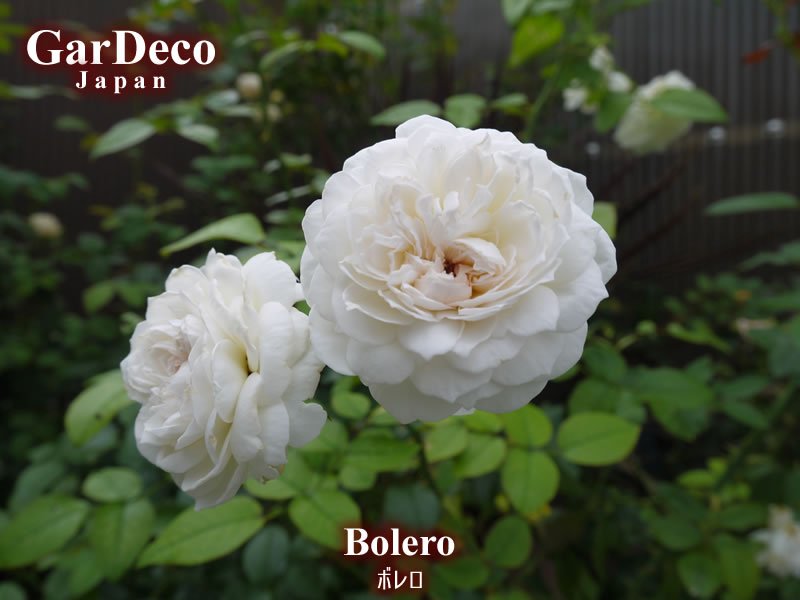 Gardeco Japan على تويتر ボレロ Bolero の二番花です 小さめの花が繰り返し咲いてくれています やや株がお疲れ気味かな ベーサルシュートがびょ んと伸びたのは良いのですが 剪定のタイミングを逃してしまった お疲れ気味のボレロには申し訳ないけど