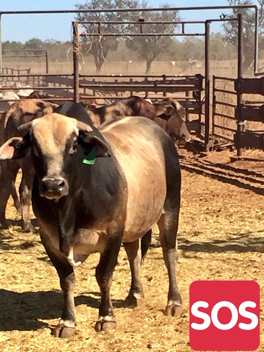 cowvet_mike's tweet photo. Watching me, watching you #BullWork #ResearchProject #CowVet #NT https://t.co/1aCCw9eA03