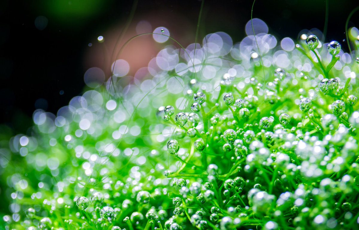 Pearling' is when your aquatic plants produces so much oxygen that they  saturate the aquarium water resulting in tiny bubbles of undissolved oxygen  rising from your plants to the surface of the