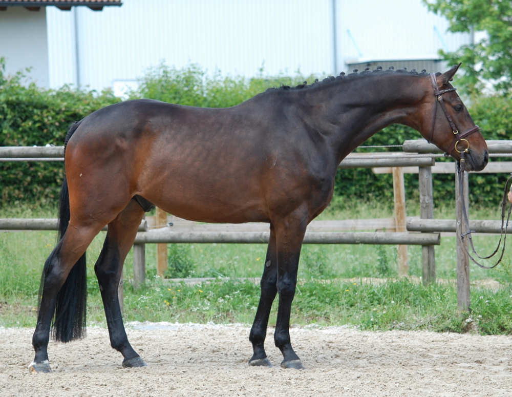 New: 5 y/o hunter prospect, with a relaxed, calm character, easy handling, good flying changes. germanhorsecenter.com/horse.html?&no…