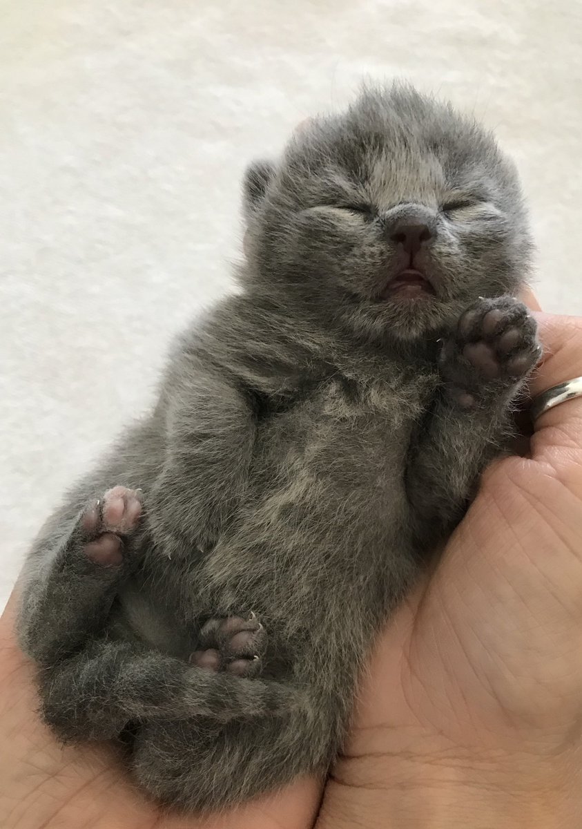 💖🌟 #britishblue