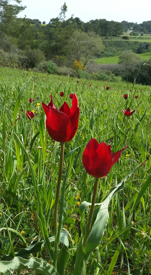 Blueyonetwo's tweet photo. #Tulipia #Cypria https://t.co/k2Ftsf16BR