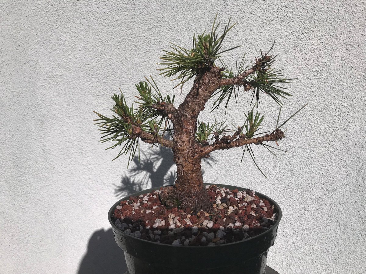 Japanese mikawa black pine, big butt young